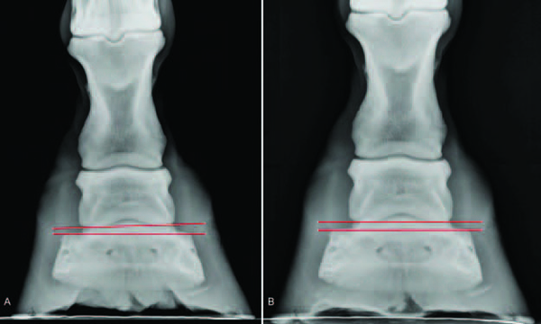 distal interphalangeal joint horse