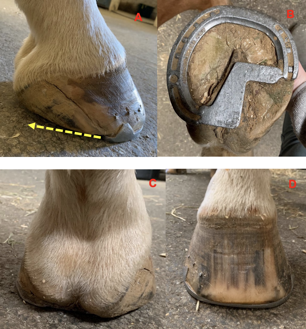 Guide to Horse Hoof Problems - Horse Illustrated