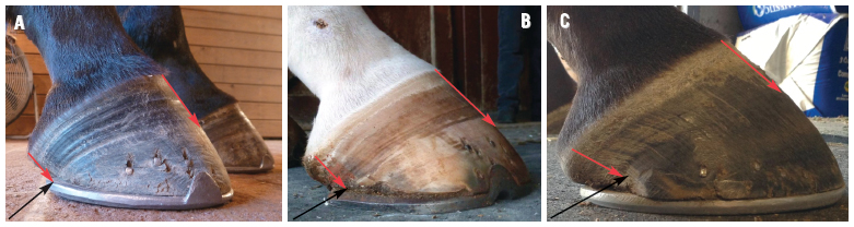 What's the Right Heel Height? - EasyCare Hoof Boot News